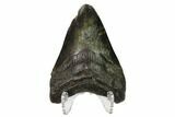 Bargain, Fossil Megalodon Tooth - North Carolina #153106-2